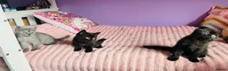 Scottish Fold cats for sale: Beautiful Scottish fold/straight kittens - Advert 10