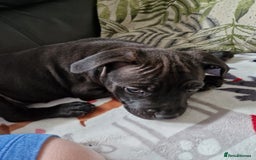 Staffordshire Bull Terrier dogs for sale: Beautiful Staffy Girl - Image 4
