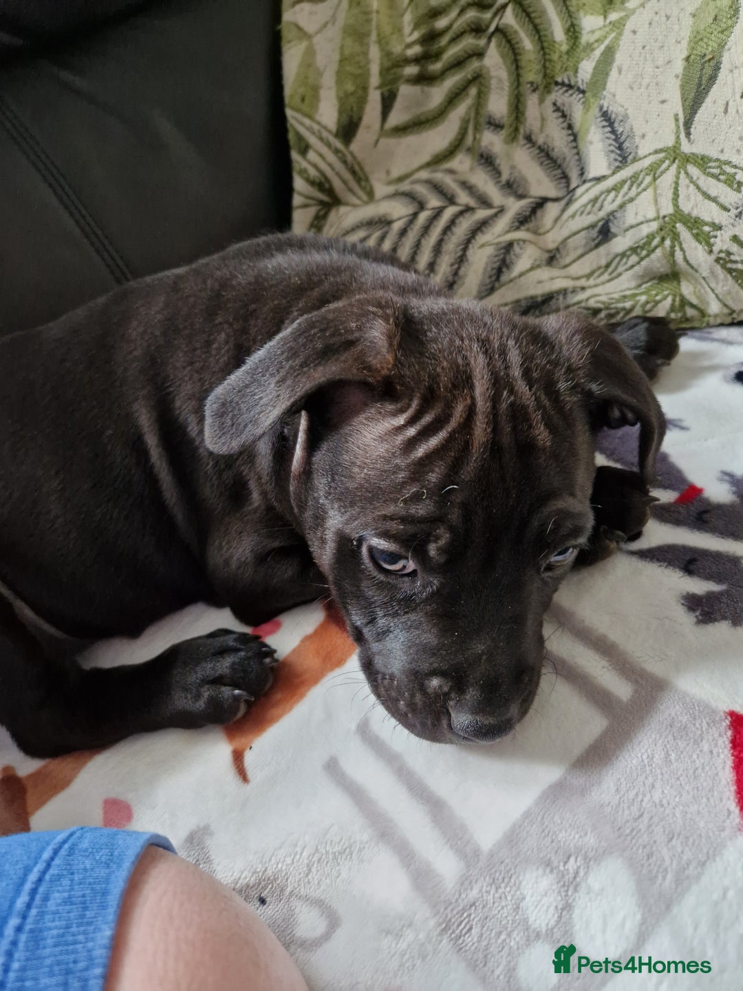 Staffordshire Bull Terrier dogs for sale: Beautiful Staffy Girl - Image 4
