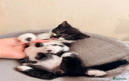 Mixed Breed cats for sale: 5 Beautiful Black & White Kittens Available  - Image 10