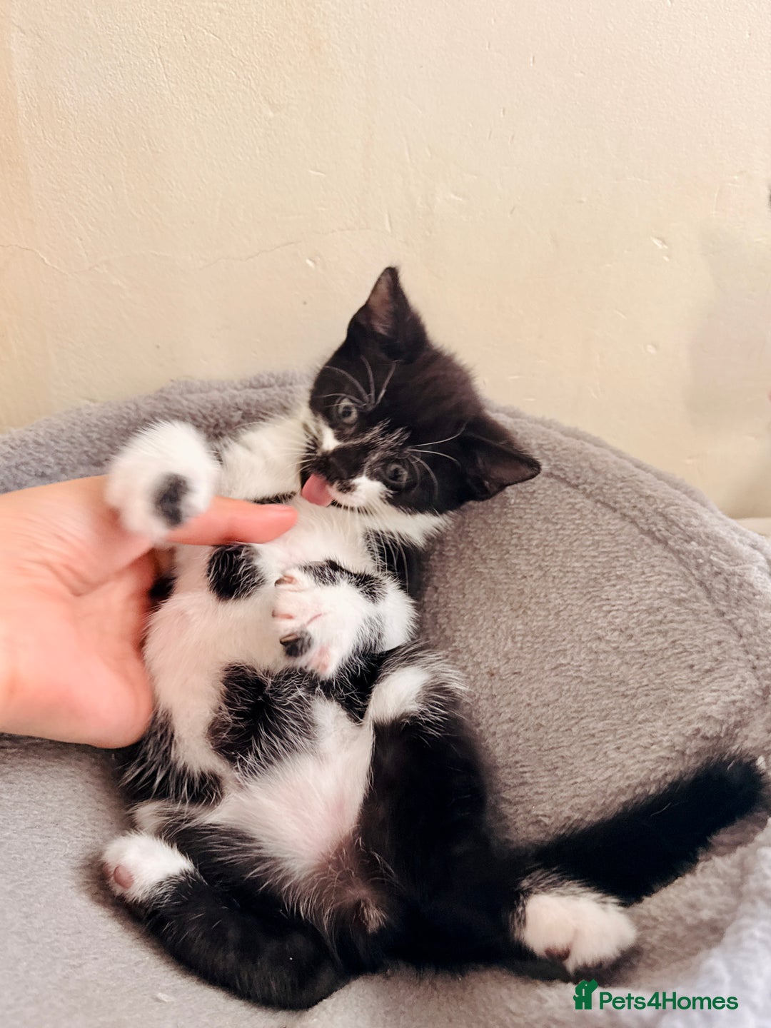 Mixed Breed cats for sale: 5 Beautiful Black & White Kittens Available  - Image 10