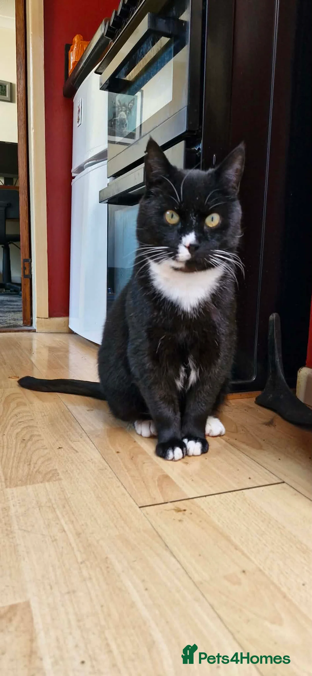Mixed Breed cats for adoption: Harry - great Yarmouth  in Great Yarmouth - Advert 1
