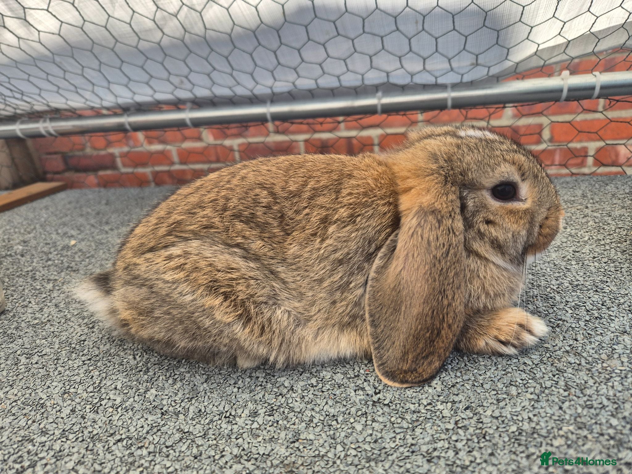 Mini Lop rabbits Ready to leave now - Advert 1