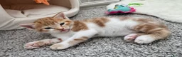 Mixed Breed cats for sale: Gorgeous ginger kittens  - Advert 2