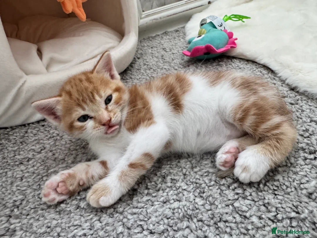 Mixed Breed cats for sale: Gorgeous ginger kittens  - Advert 2