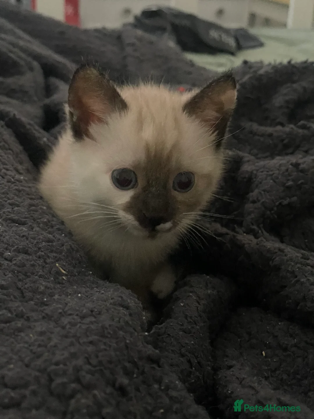 Mixed Breed cats for sale: Colourful kittens looking for home 🩷 - Advert 19