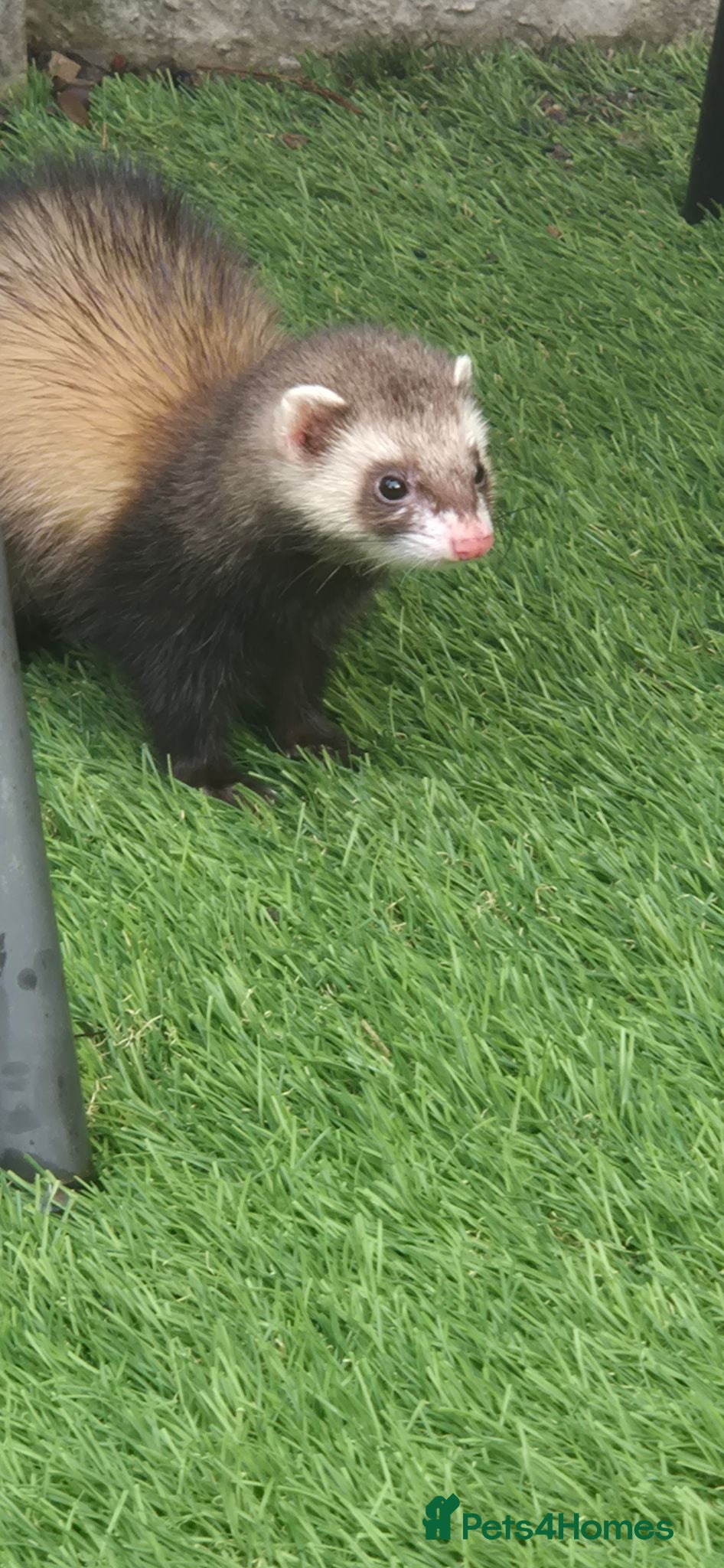 Ferret rodents Hutch and two hods - Advert 1