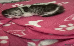 Persian cats for sale: Persian chinchilla kitten  - Image 20