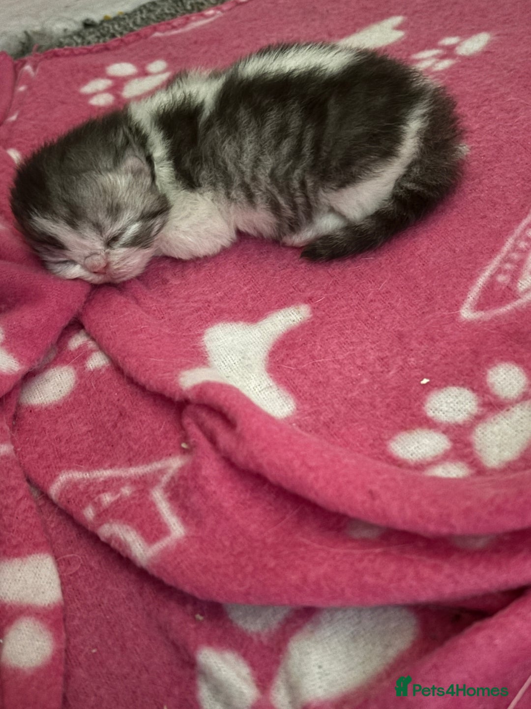 Persian cats for sale: Persian chinchilla kitten  - Image 20