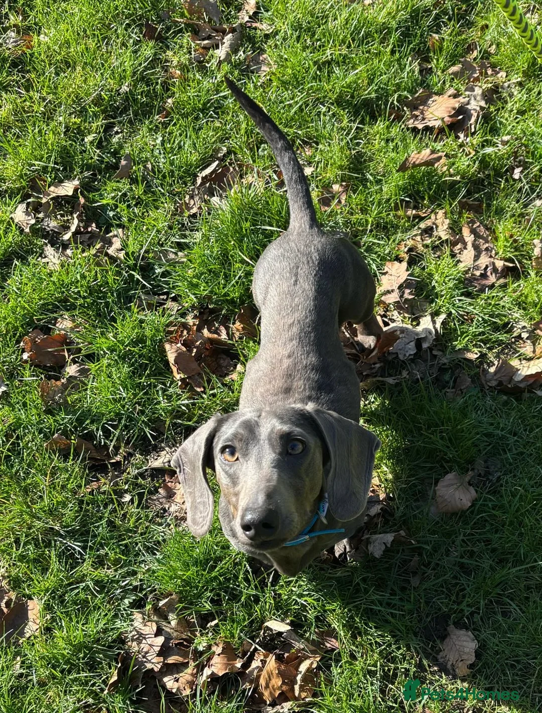 Miniature Dachshund dogs for stud: KC REG BLUE STUD EXTENSIVELY HEALTH TESTED  in Kidderminster - Advert 7