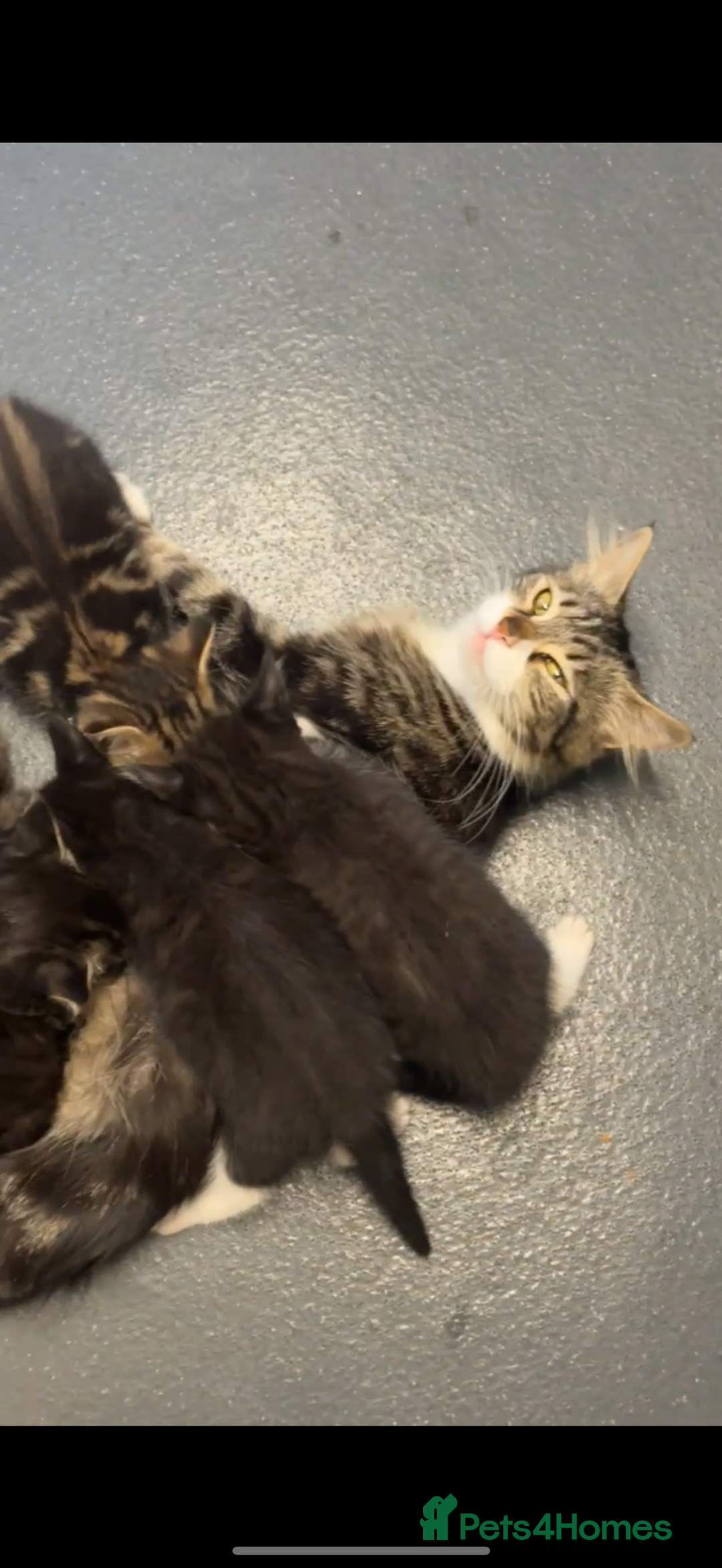 Mixed Breed cats for sale: healthy cute mixed kittens ready to find new homes - Image 6