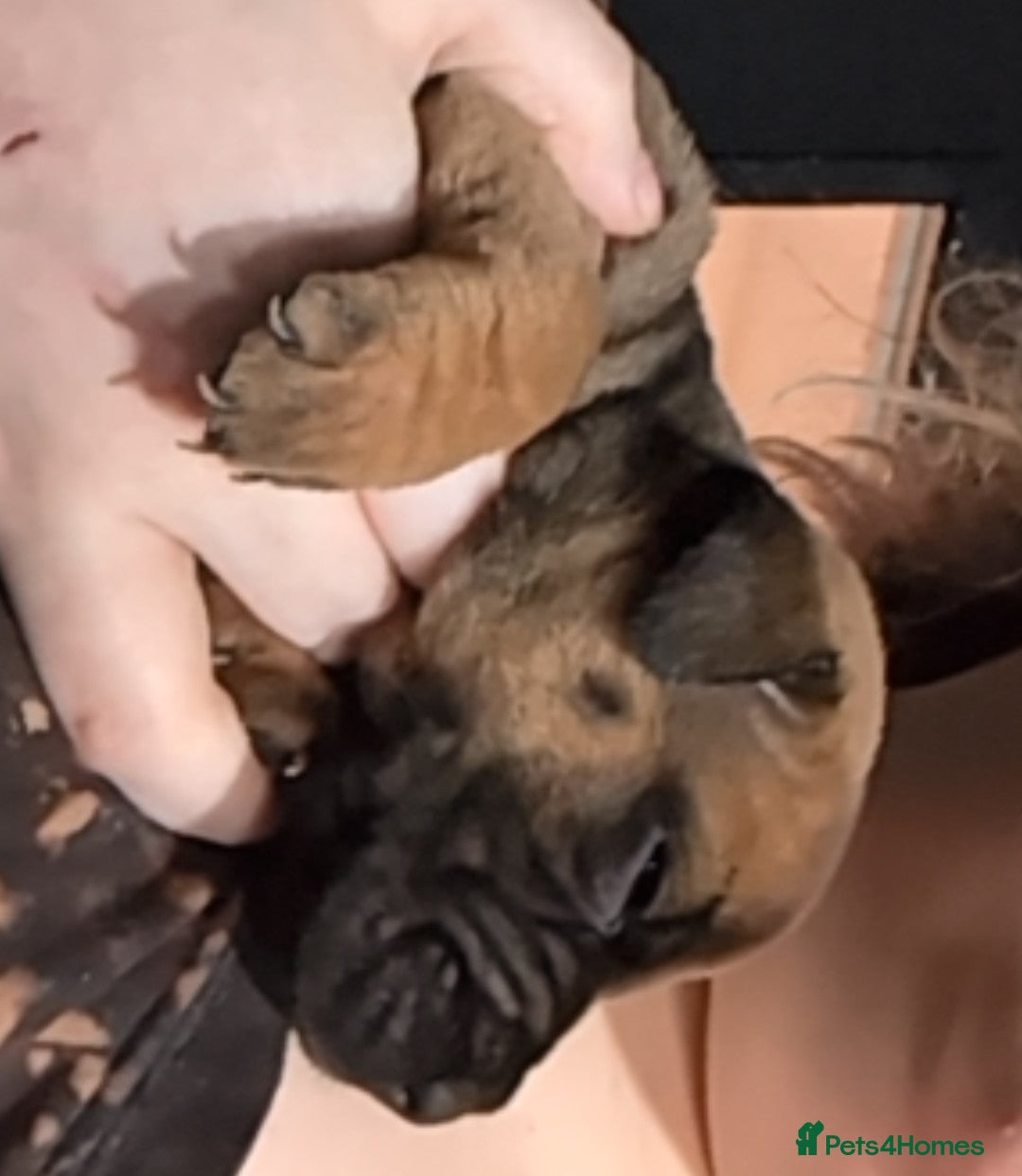 Mixed Breed dogs Shar pei cross cane corso - Advert 12