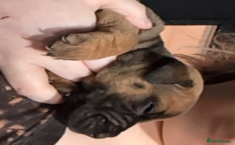 Mixed Breed dogs Shar pei cross cane corso - Advert 14