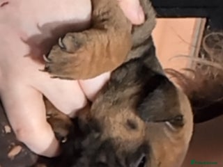 Mixed Breed dogs Shar pei cross cane corso - Advert 10