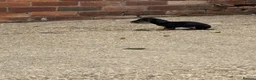 Miniature Dachshund dogs for sale: Miniature dachshunds - Advert 6