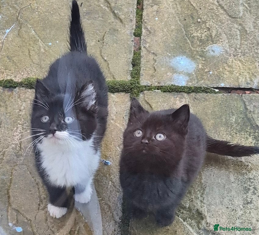 Mixed Breed cats Kittens  - Advert 1