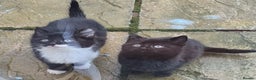 Mixed Breed cats for sale: Kittens  - Advert 1