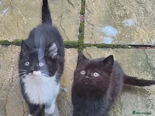 Mixed Breed cats Kittens - Advert 2