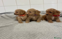 Cockapoo dogs for sale: Beautiful pra clear cockapoo puppy’s  - Image 6