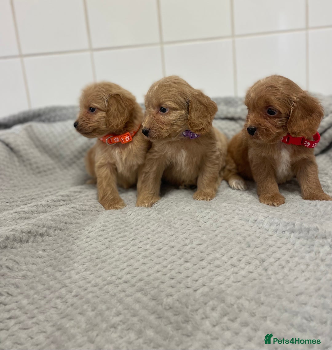 Cockapoo dogs for sale: Beautiful pra clear cockapoo puppy’s  - Image 6