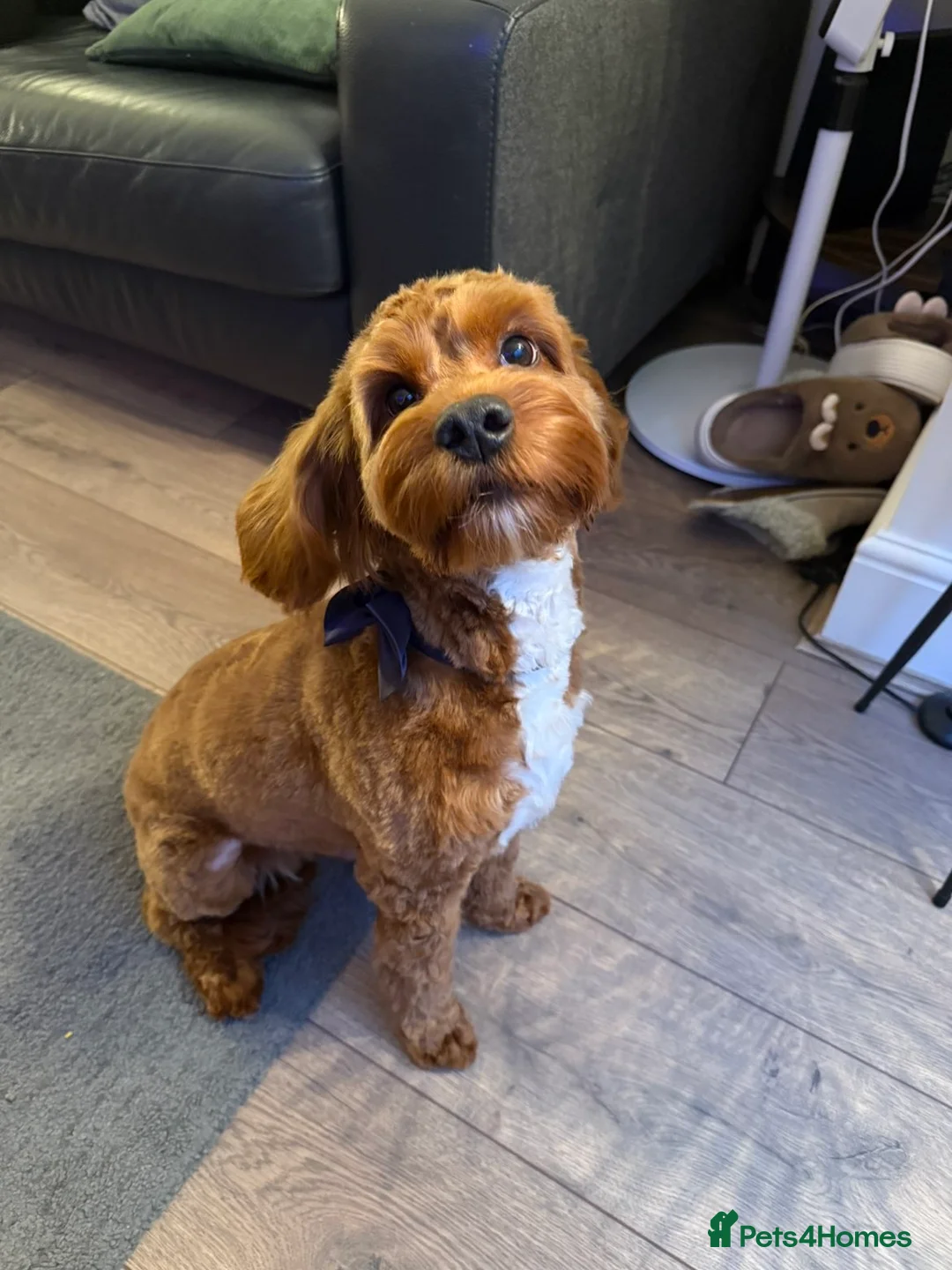 Cockapoo dogs for sale: Red F1 Toy Cockapoo Puppy - Advert 9