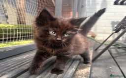 Ragdoll cats for sale: Calico Ragdolls - Image 8