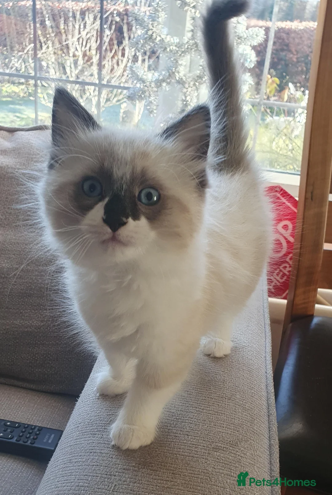 Ragdoll cats for sale: Two Ragdoll kittens Colourpoint and Bicolour - Advert 5