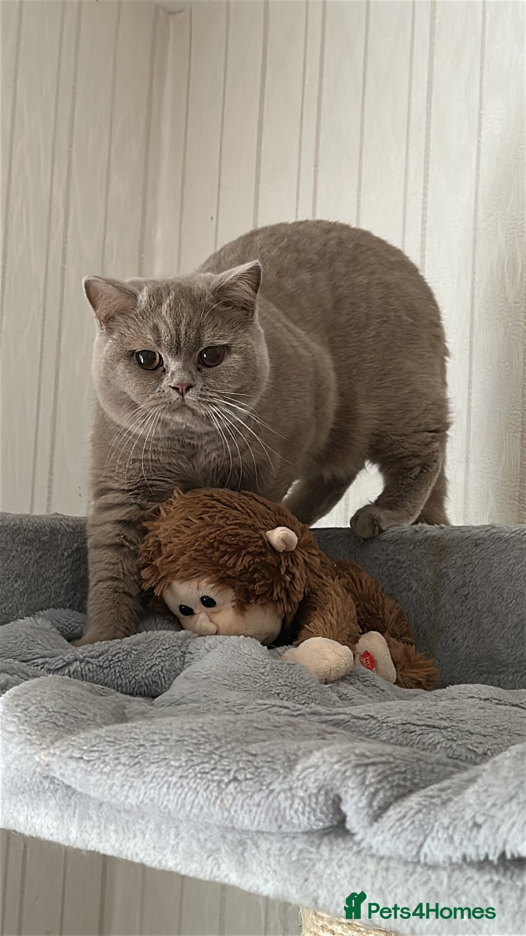 British Shorthair cats for sale: Exc   champion line - Advert 1