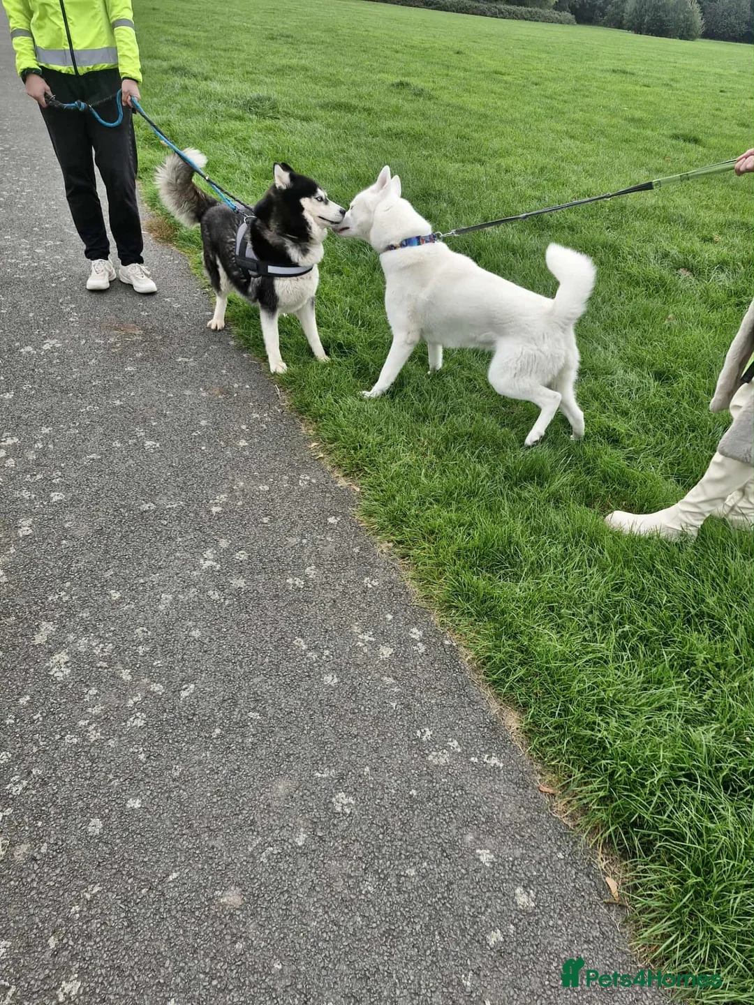 Siberian Husky dogs for sale: Fluffy & Smart Siberian Huskies 2 girls left - Advert 12