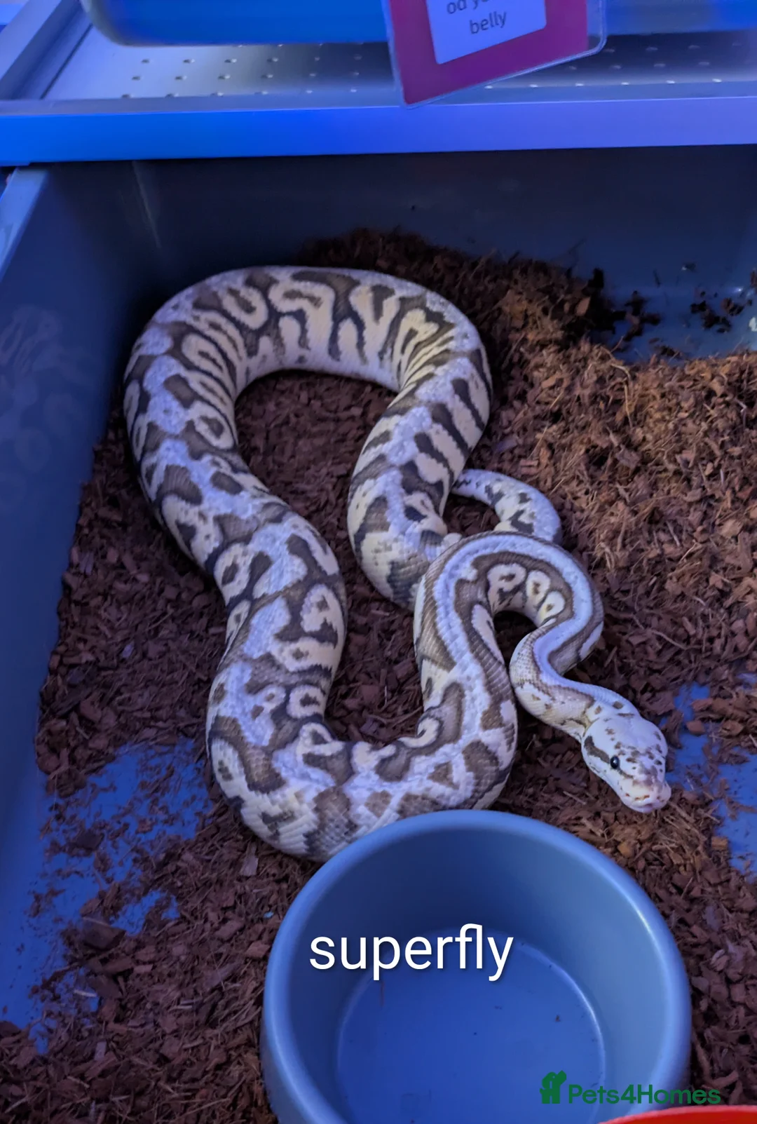 Python Snake reptiles for sale: Royal python collection for sale - Advert 8