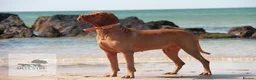 Hungarian Vizsla dogs for sale: Exceptional quality, home raised - Advert 4