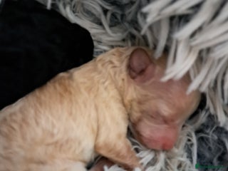 Toy Poodle dogs Xmas day toy poodle kc girls&boys black and red - Advert 18