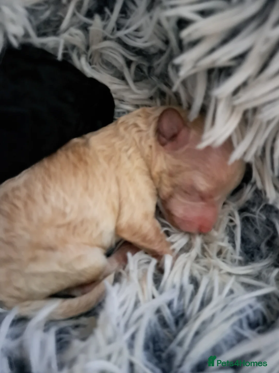 Toy Poodle dogs for sale:   **   day toy poodle kc girls&boys black and red - Advert 2