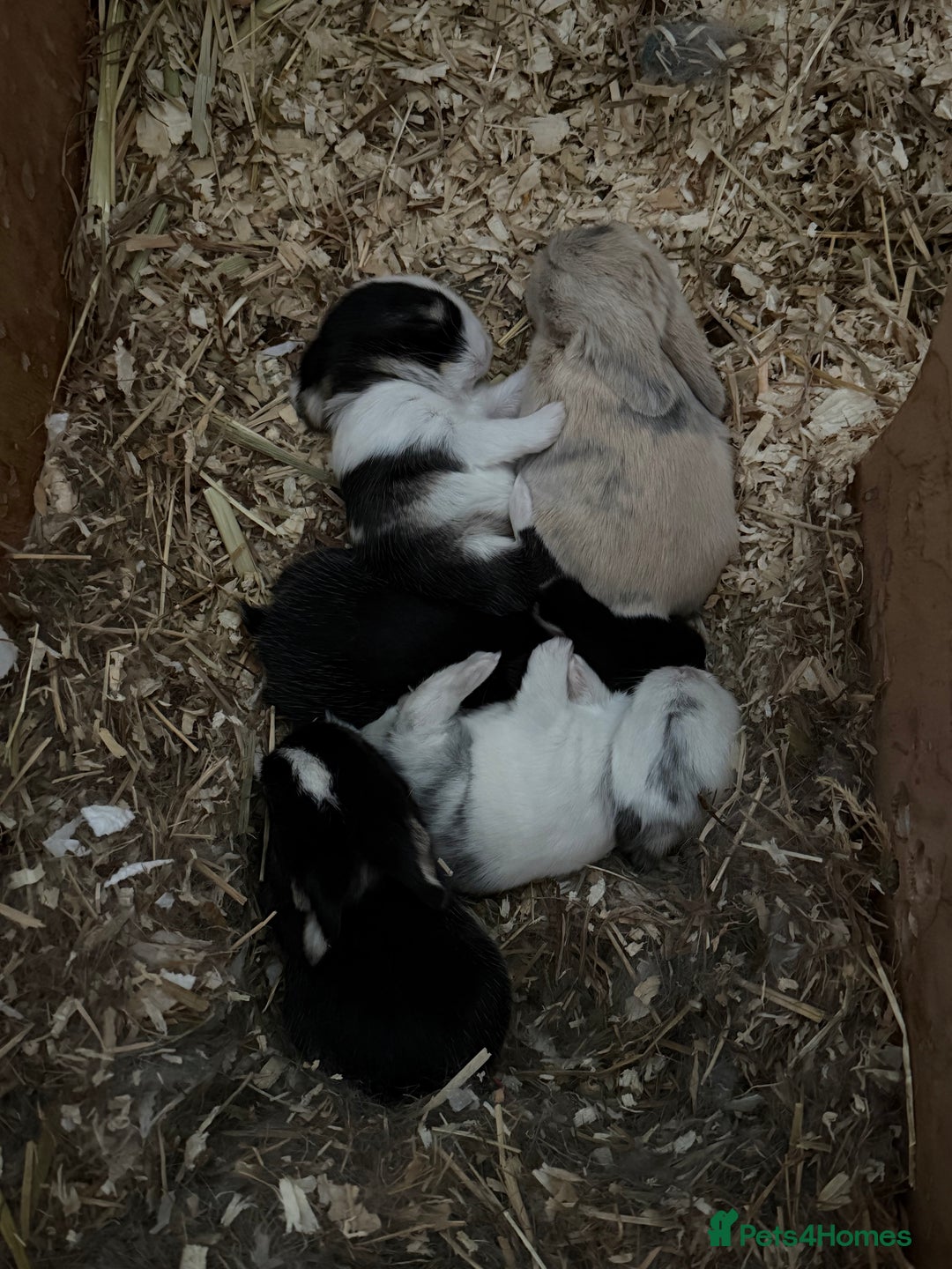 Mini Lop rabbits for sale: 5 Beautiful Baby Mini Lop Rabbits  - Advert 10