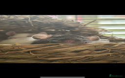 Rat rodents for sale: 3 female rats  - Image 2