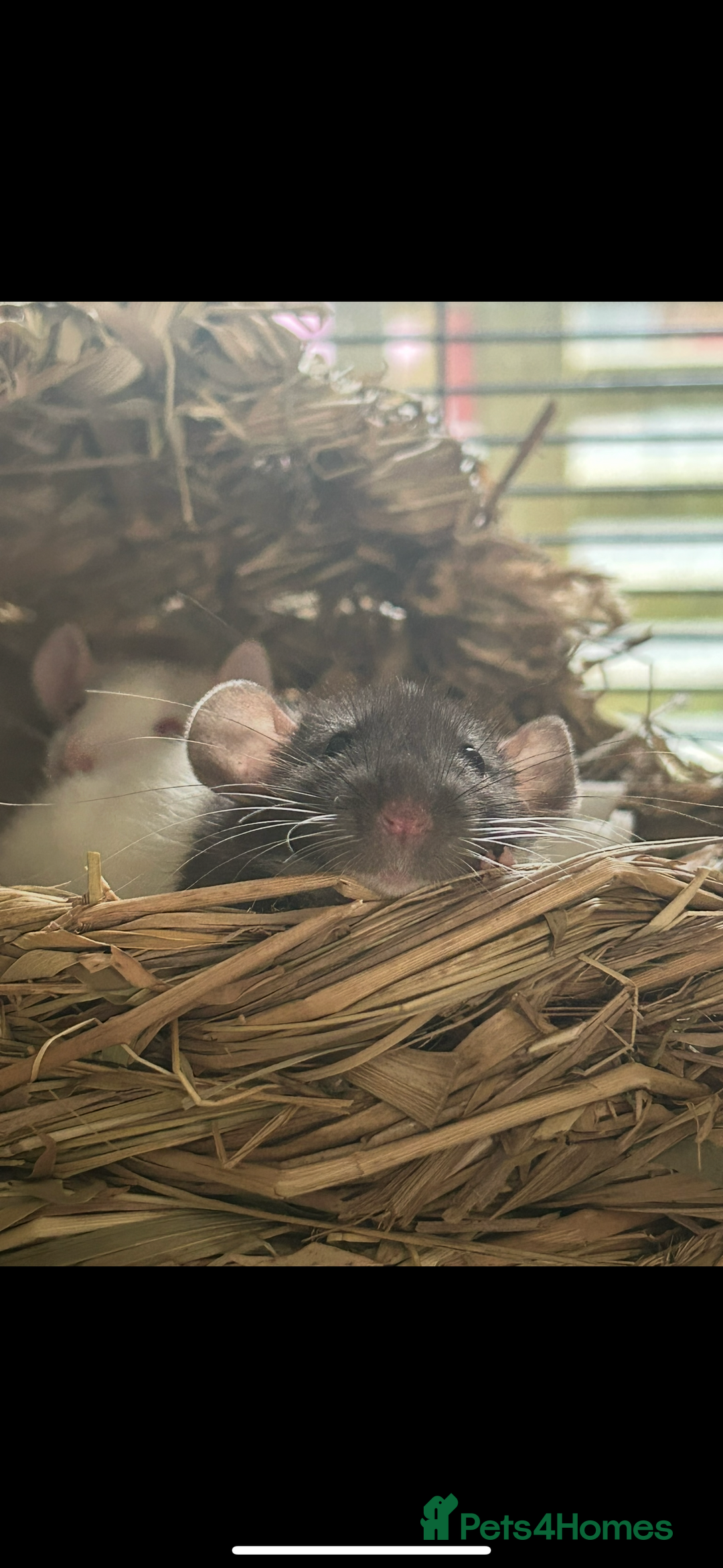 Rat rodents for sale: 3 female rats  - Image 2
