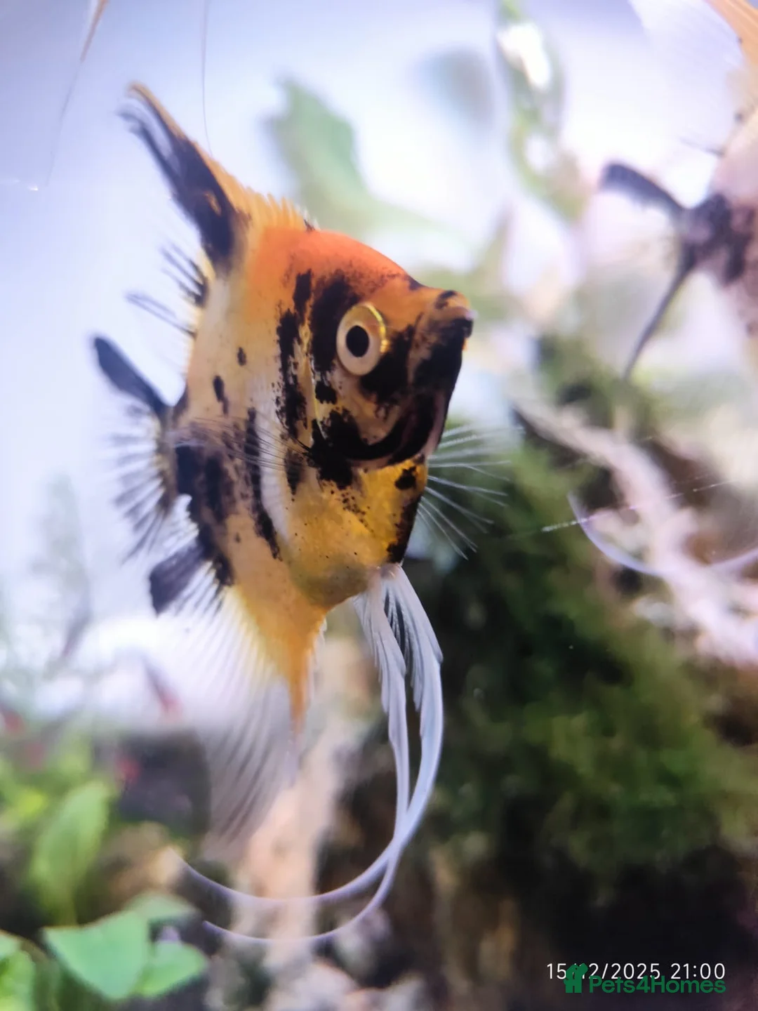 Angelfish fish for sale: Long Fin Koi Angel Fish  - Advert 3