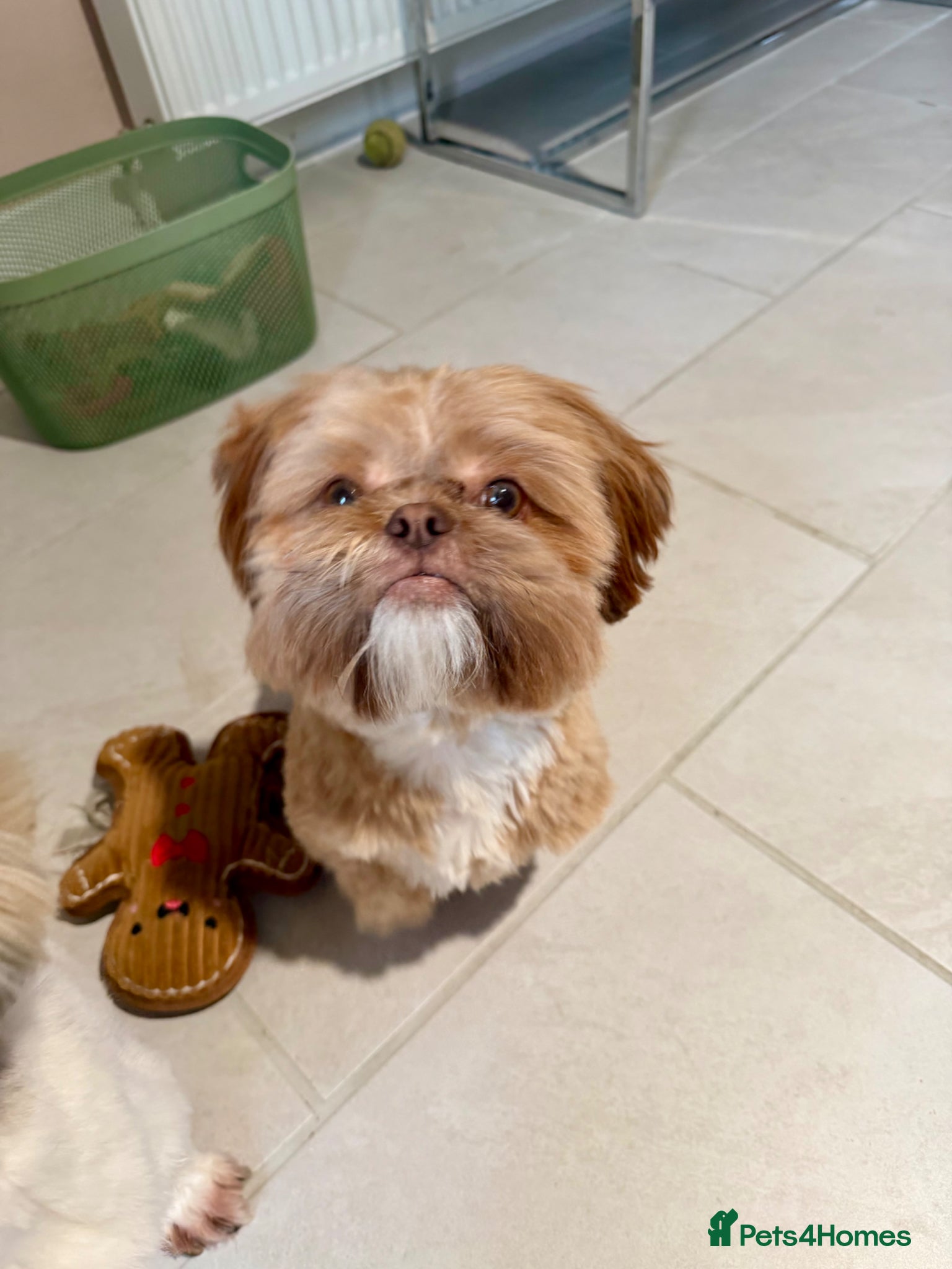 Shih Tzu dogs STUNNING KC REGISTERED STUD - Advert 2