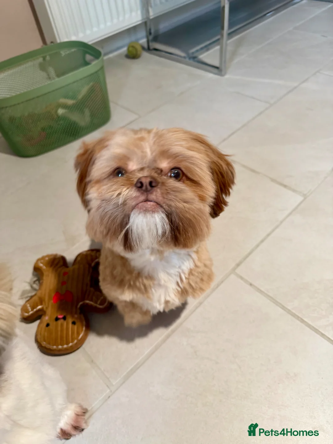 Shih Tzu dogs for stud: STUNNING KC REGISTERED STUD in Glasgow - Advert 1