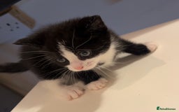 British Shorthair cats for sale: Kittens for sale taking offers  - Image 3