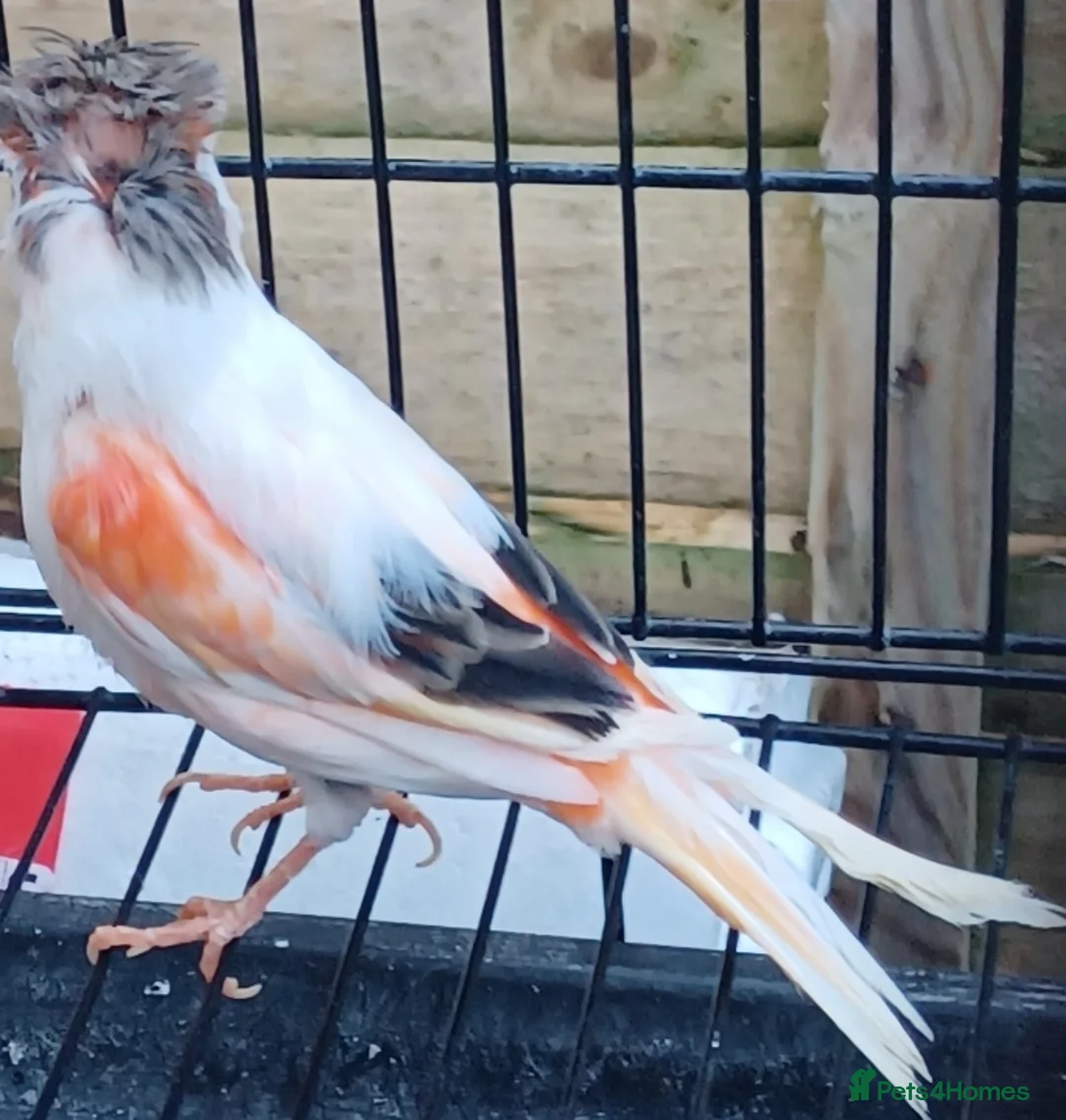 Canaries birds for sale: HARLEQUIN RED FACTOR PORTUGUESE CREASTED  - Advert 20