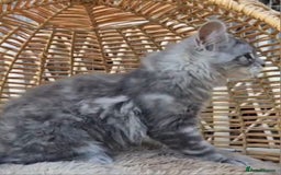 Maine Coon cats for sale: VARIOUS FULL PEDIGREE MAINE COON KITTENS FOR SALE in Rotherham - Image 15