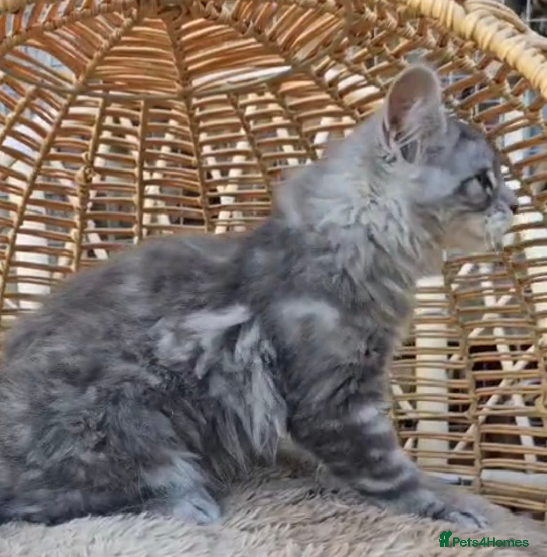Maine Coon cats for sale: VARIOUS FULL PEDIGREE MAINE COON KITTENS FOR SALE in Rotherham - Image 15