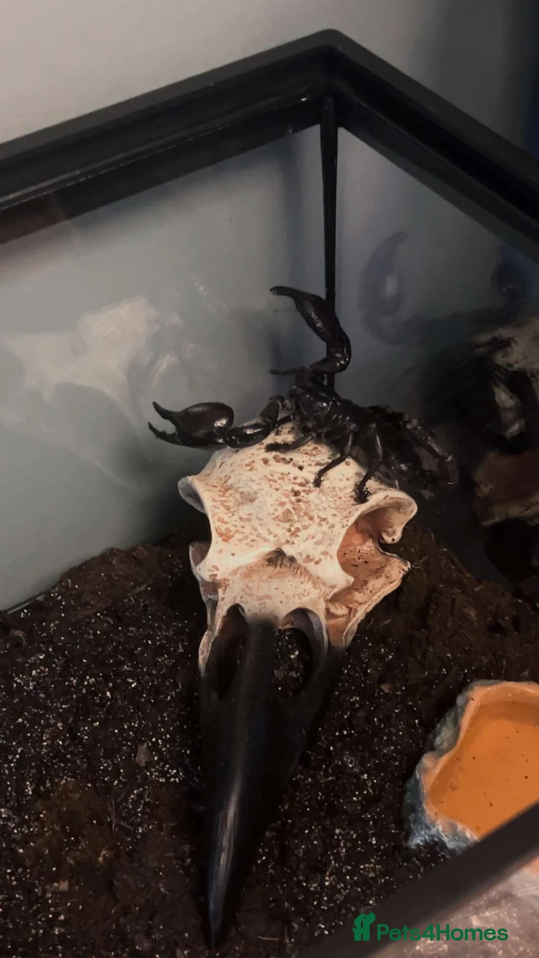 Scorpions invertebrates for sale: Asian forest scorpion  in Salford - Advert 1