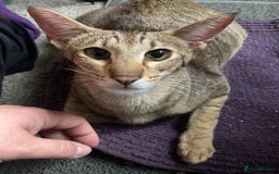 Oriental cats for sale: Gorgeous Oriental & Siamese kittens available - Image 6