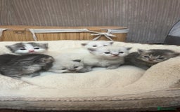 Mixed Breed cats for sale: Ragdolls/Persian Perdolls kittens  - Image 1