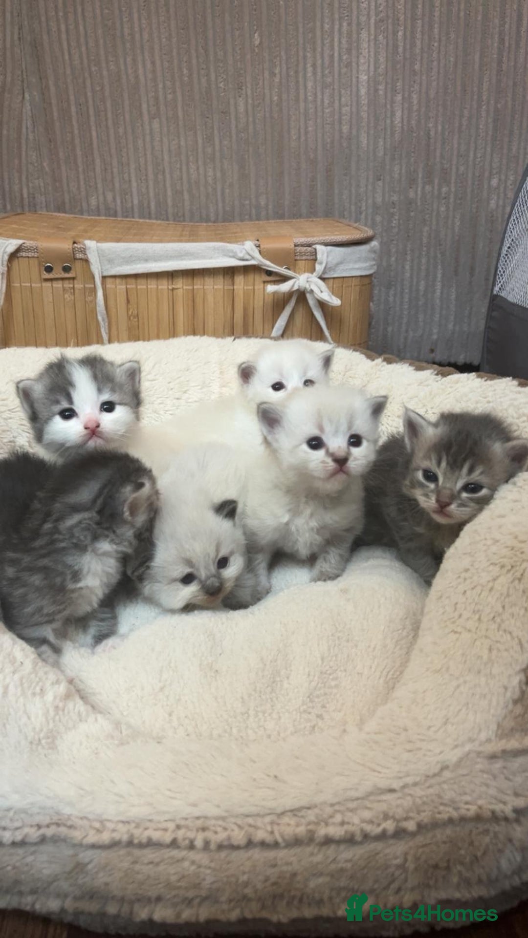 Mixed Breed cats for sale: Ragdolls/Persian Perdolls kittens  - Image 1