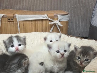 Mixed Breed cats for sale - Advert 1