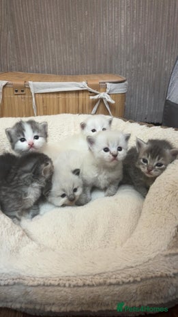 Mixed Breed cats - Advert 12