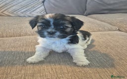 Lhasa Apso dogs for sale: Lhaso Apso Puppies  - Image 5